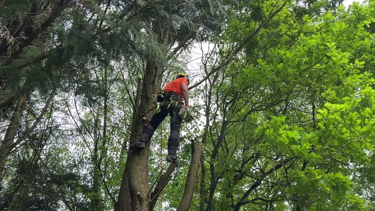 Best Commercial Tree Removal  in USA